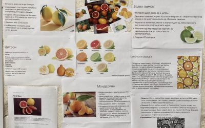 Слики и текстови од цитрусни овошја, за подобро информирање на учениците